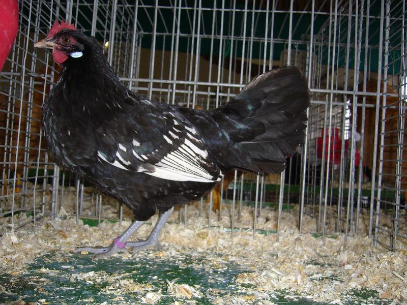 Bezirksschau Luebbecke 359.jpg - Bergische Zwerg Schlotterkämme schwarz-weiss dedobbelt von Eike-Ferdinand Zeh Preis sg 94 Z